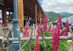 Lupine blooms
