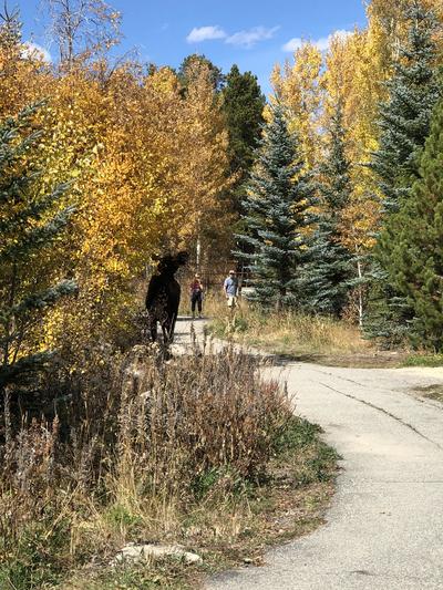 Moose on Trail
